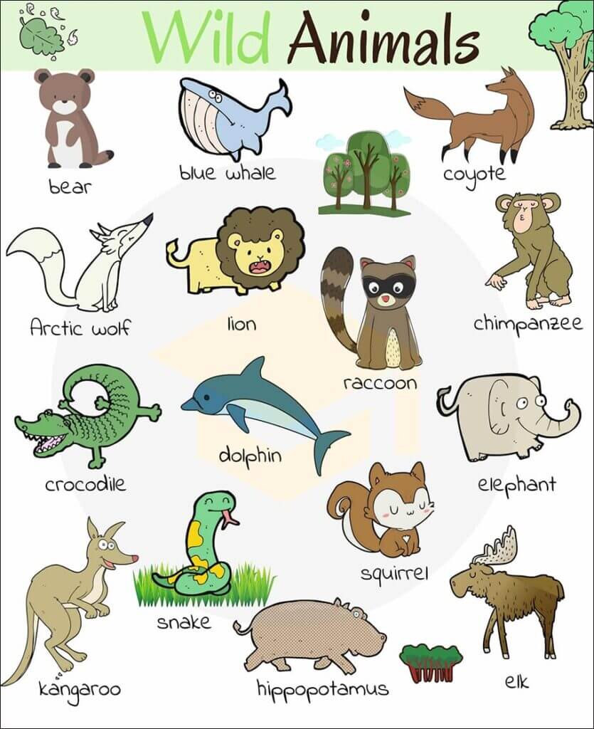 Từ vựng tiếng Anh về động vật