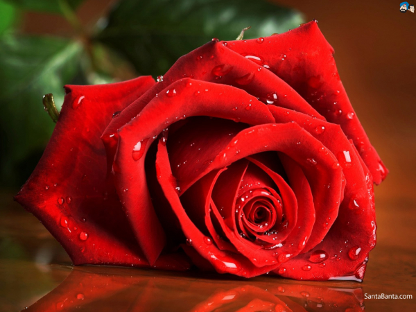 Nguồn gốc về ngày lễ Valentine và những lời chúc tiếng Anh ý nghĩa nhất